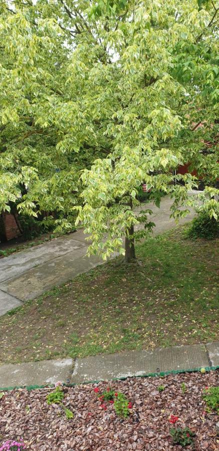 Mila Home Balaton Balatonfuzfo Exterior photo